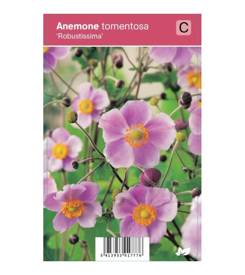 Herfstanemoon (anemone tomentosa "Robustissima") najaarsbloeier