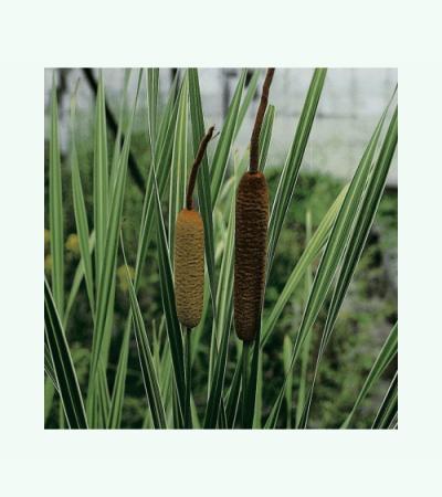 Grote bonte lisdodde (Typha latifolia “variegata”) moerasplant (6-stuks)