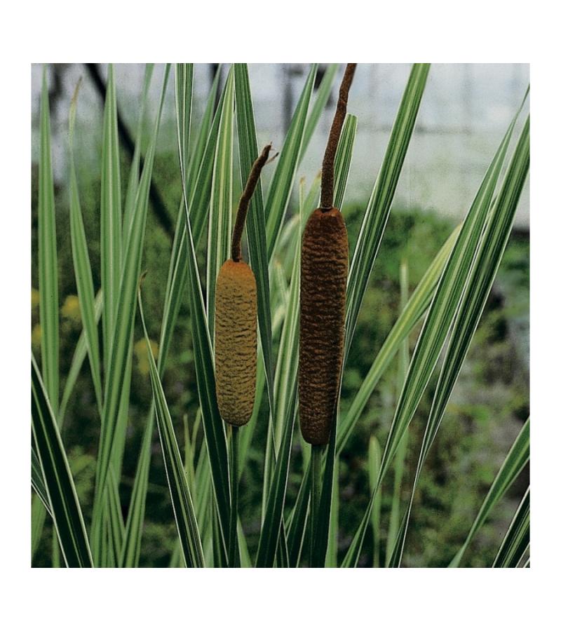 Grote bonte lisdodde (Typha latifolia “variegata”) moerasplant (6-stuks)