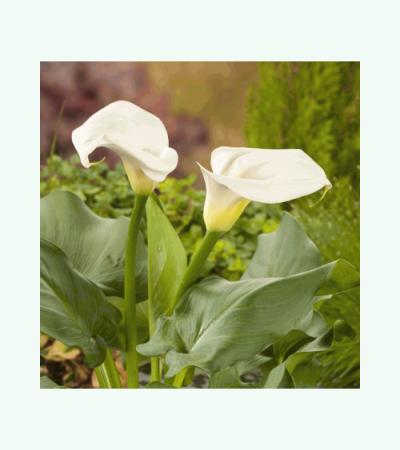 Witte aronskelk (Zantedeschia aethiopica) moerasplant. (6-stuks)