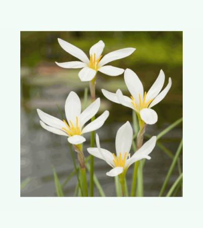 Witte westenwindbloem (Zephyranthes candida) moerasplant (6-stuks)