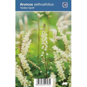 Geitenbaard (aruncus aethusifolius Noble Spirit) schaduwplant - 12 stuks