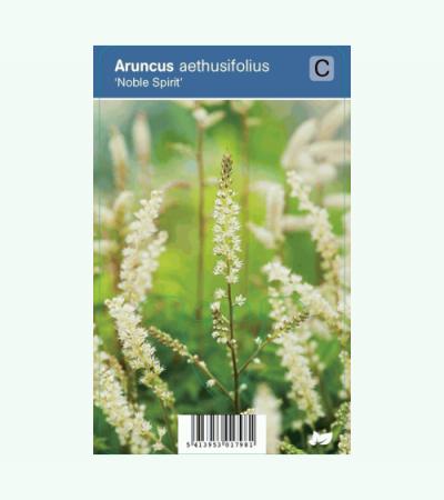 Geitenbaard (aruncus aethusifolius "Noble Spirit") schaduwplant