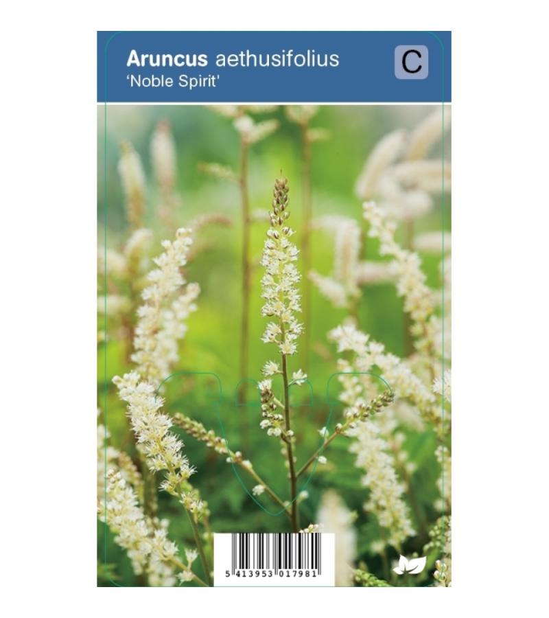 Geitenbaard (aruncus aethusifolius "Noble Spirit") schaduwplant