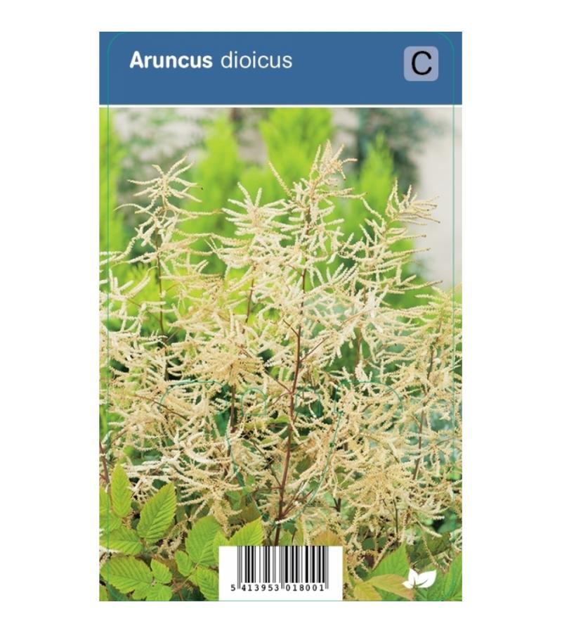 Geitenbaard (aruncus dioicus) schaduwplant