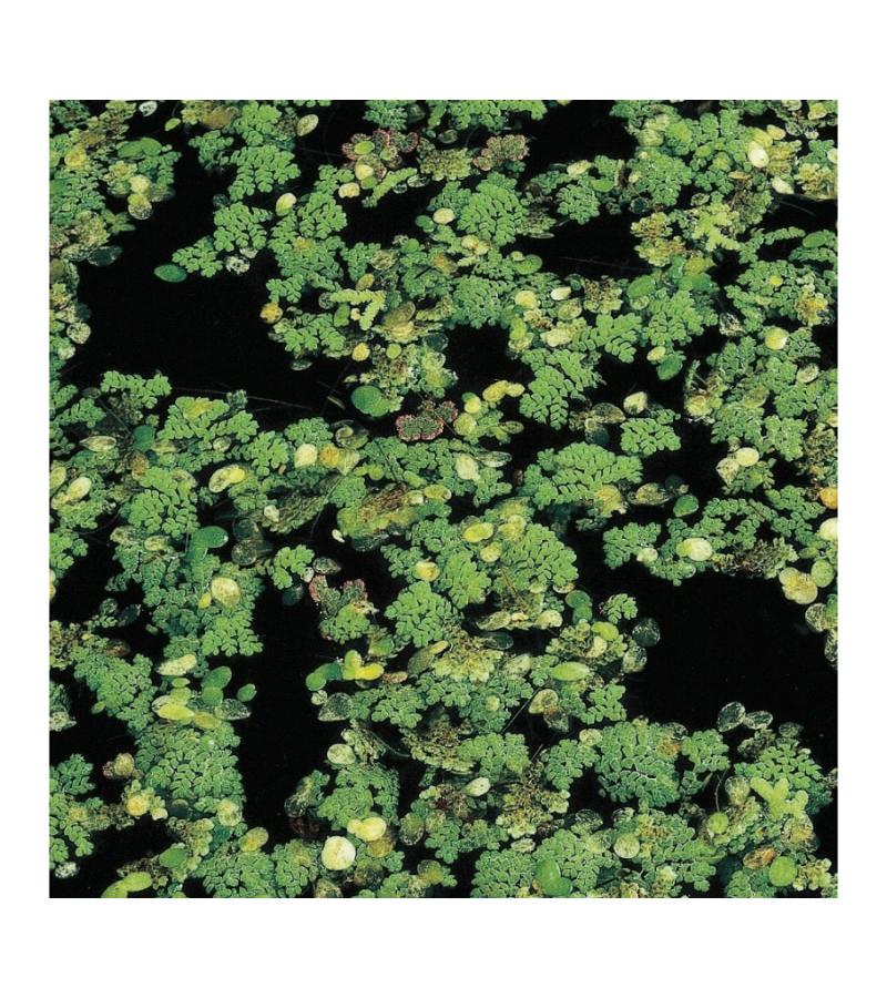 Kleine kroosvaren (Azolla cristata) drijfplant