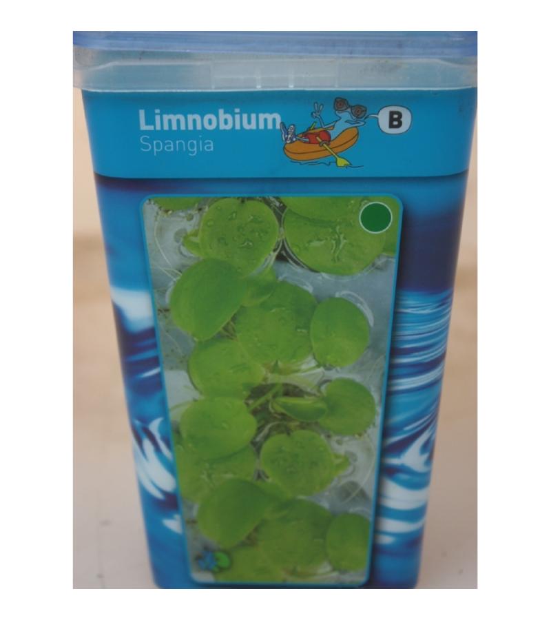 Amerikaanse kikkerbeet (Limnobium spangia) drijfplant