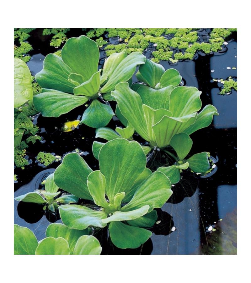 Watersla (Pistia stratiotes) drijfplant