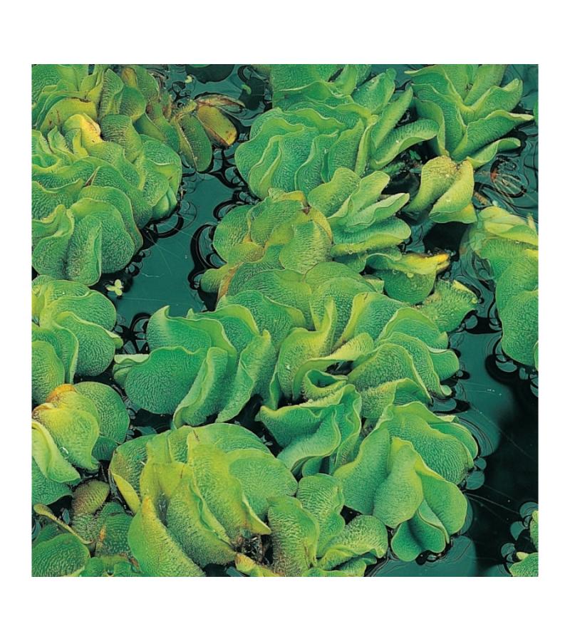 Kleine vlotvaren (Salvinia Natans) drijfplant