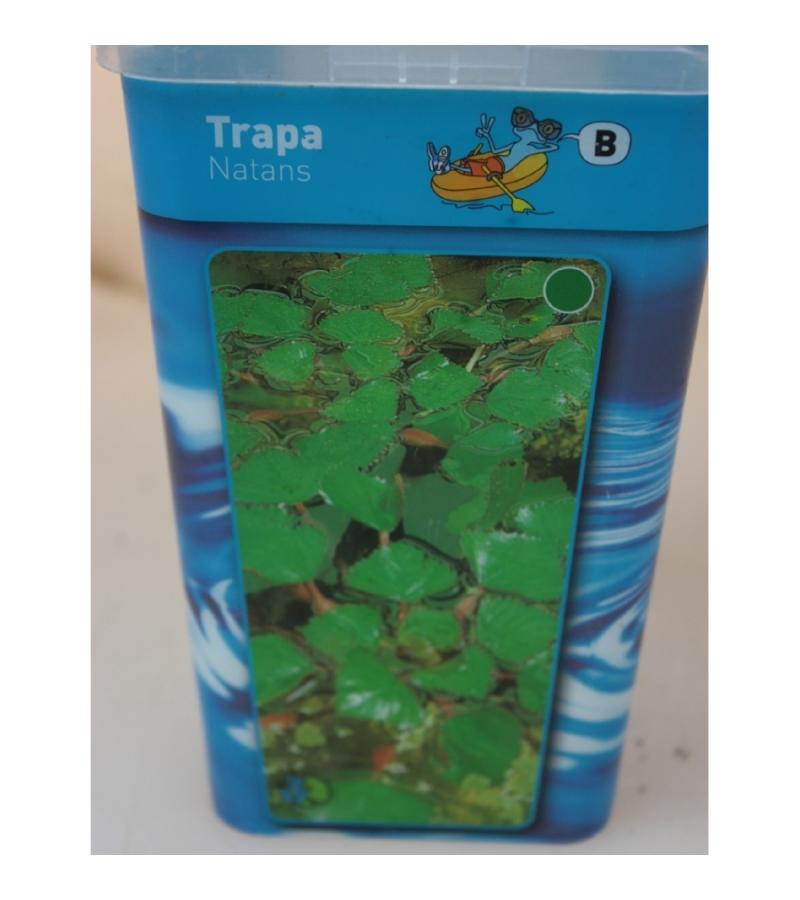 Waternoot (Trapa natans) drijfplant