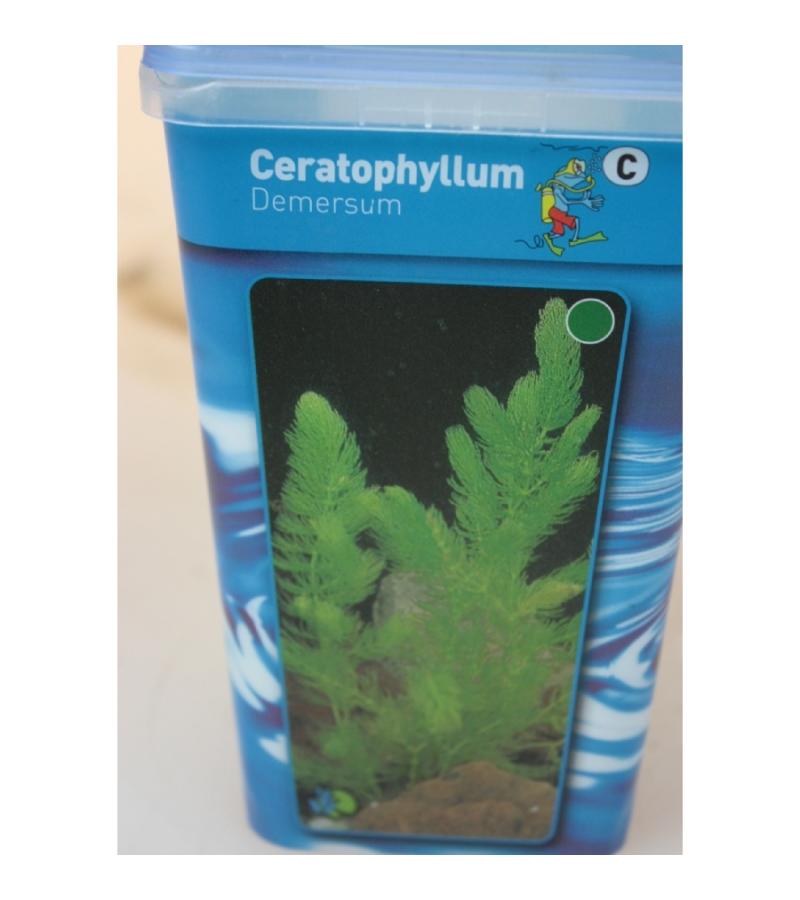 Grof hoornblad (Ceratophyllum demersum) zuurstofplant