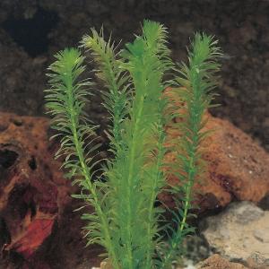 Waterpest (Elodea densa) zuurstofplant - 10 stuks
