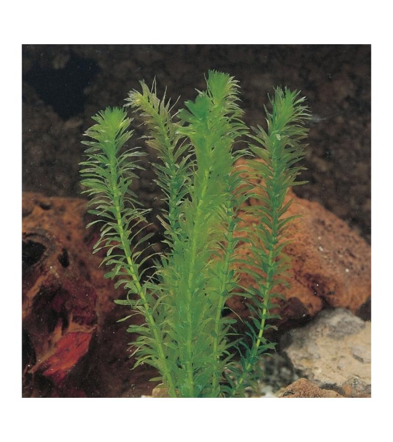 Waterpest (Elodea densa) zuurstofplant