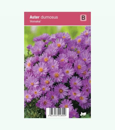 Aster (aster dumosus "Anneke") najaarsbloeier