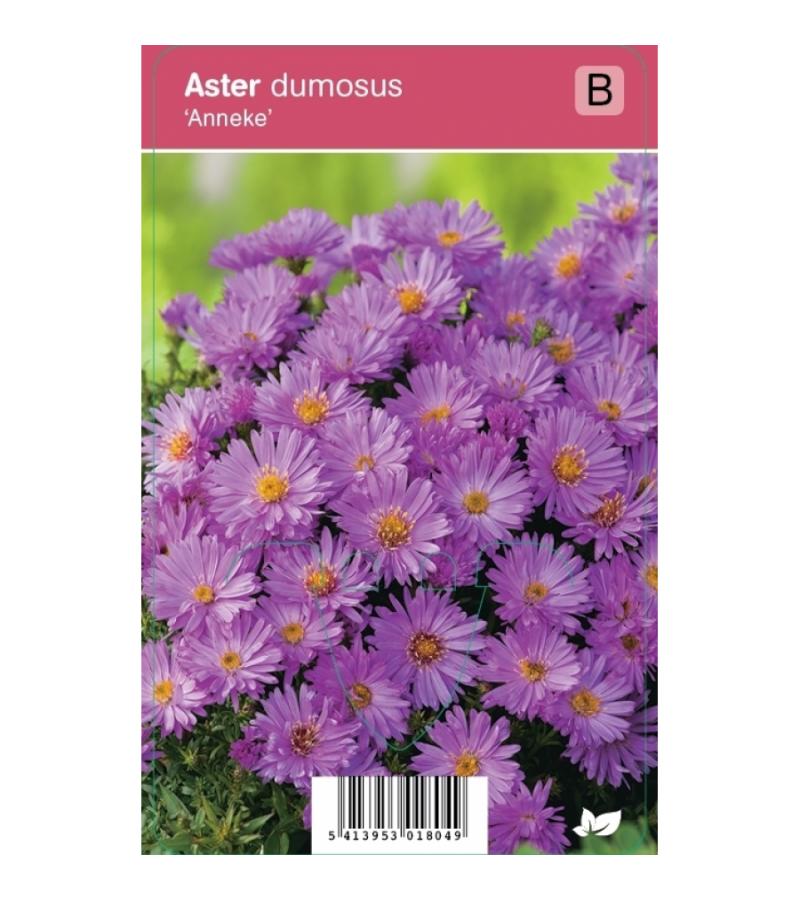 Aster (aster dumosus "Anneke") najaarsbloeier