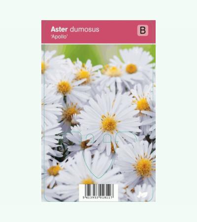 Aster (aster dumosus "Apollo") najaarsbloeier
