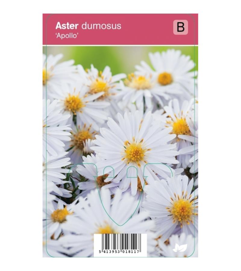 Aster (aster dumosus "Apollo") najaarsbloeier