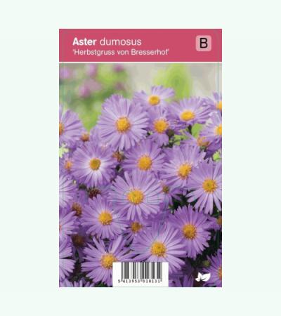 Aster (aster dumosus "Herbstgruss vom Bresserhof") najaarsbloeier