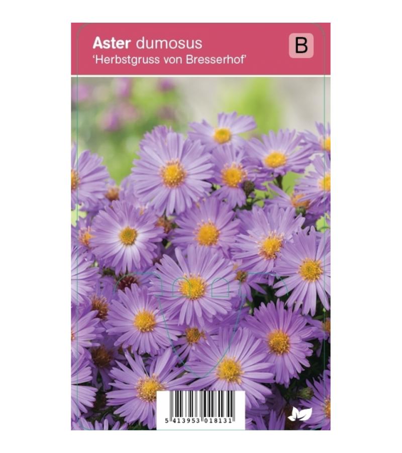 Aster (aster dumosus "Herbstgruss vom Bresserhof") najaarsbloeier