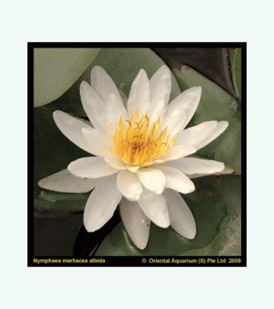 Witte waterlelie (Nymphaea Marliacea Albida) waterlelie (6-stuks)