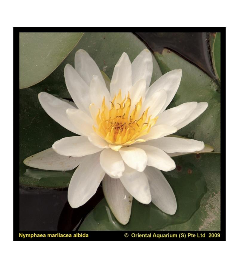 Witte waterlelie (Nymphaea Marliacea Albida) waterlelie (6-stuks)