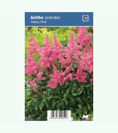Pluimspirea (astilbe arendsii "Astary Pink") schaduwplant 