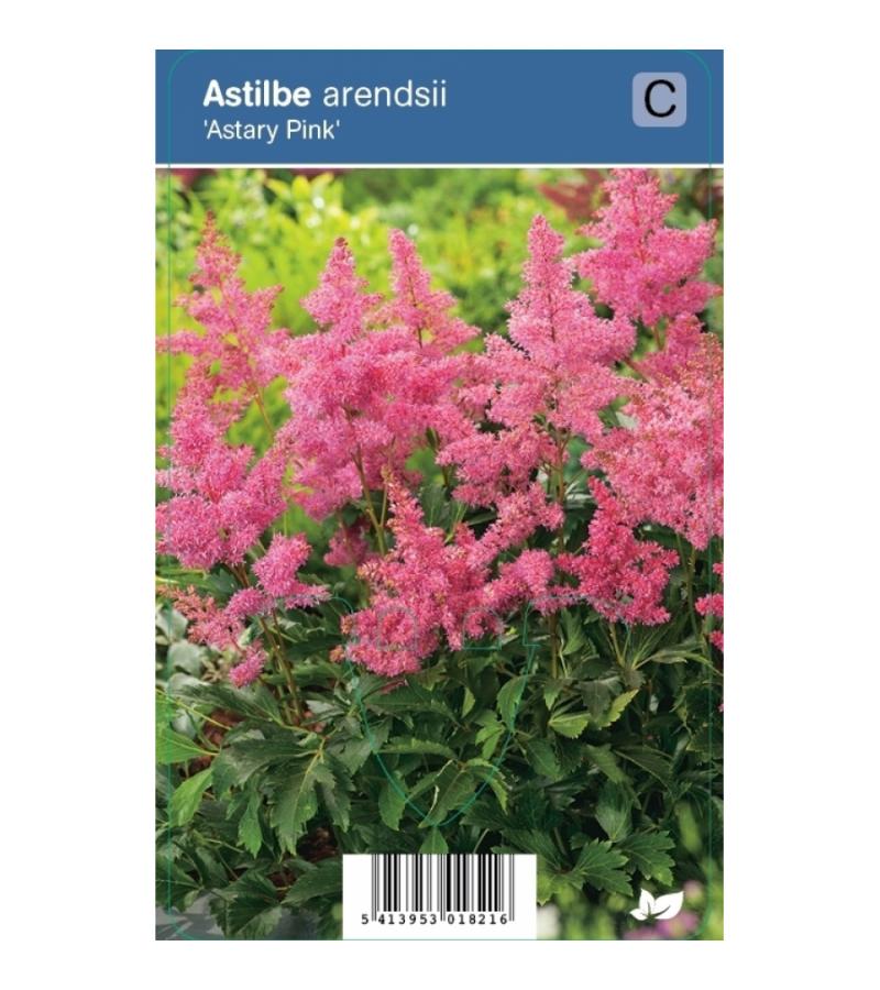 Pluimspirea (astilbe arendsii "Astary Pink") schaduwplant 