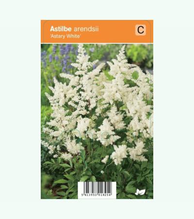 Pluimspirea (astilbe arendsii "Astary White") zomerbloeier