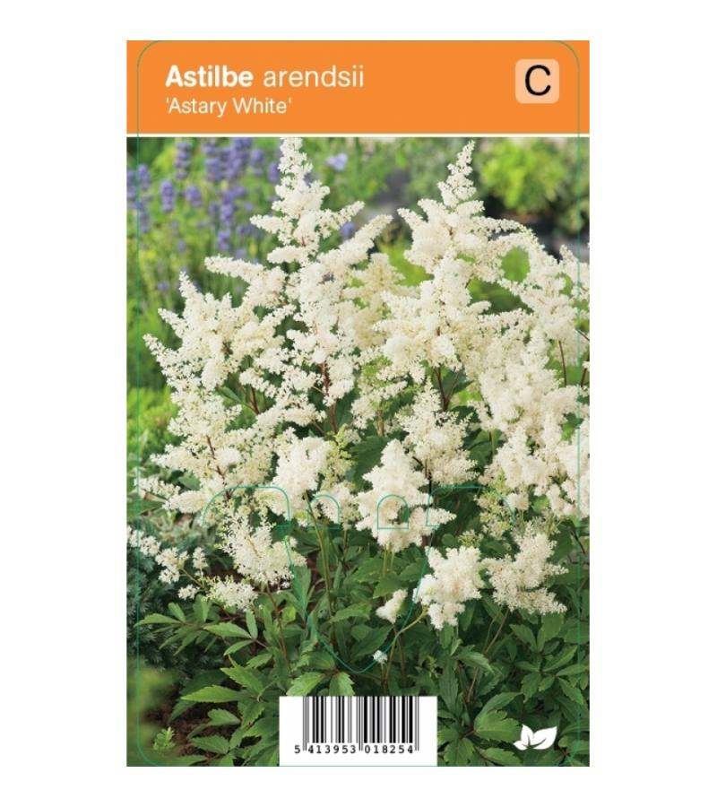 Pluimspirea (astilbe arendsii "Astary White") zomerbloeier