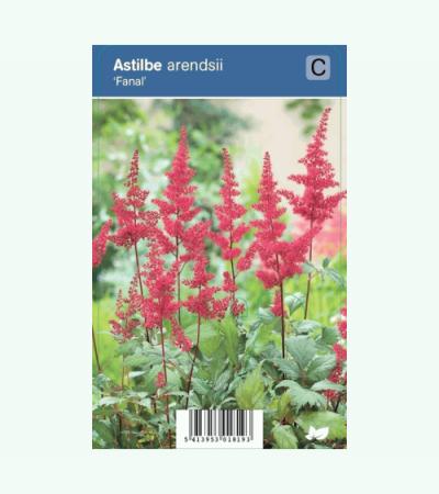Pluimspirea (astilbe arendsii "Fanal") schaduwplant
