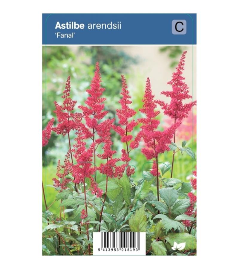 Pluimspirea (astilbe arendsii "Fanal") schaduwplant