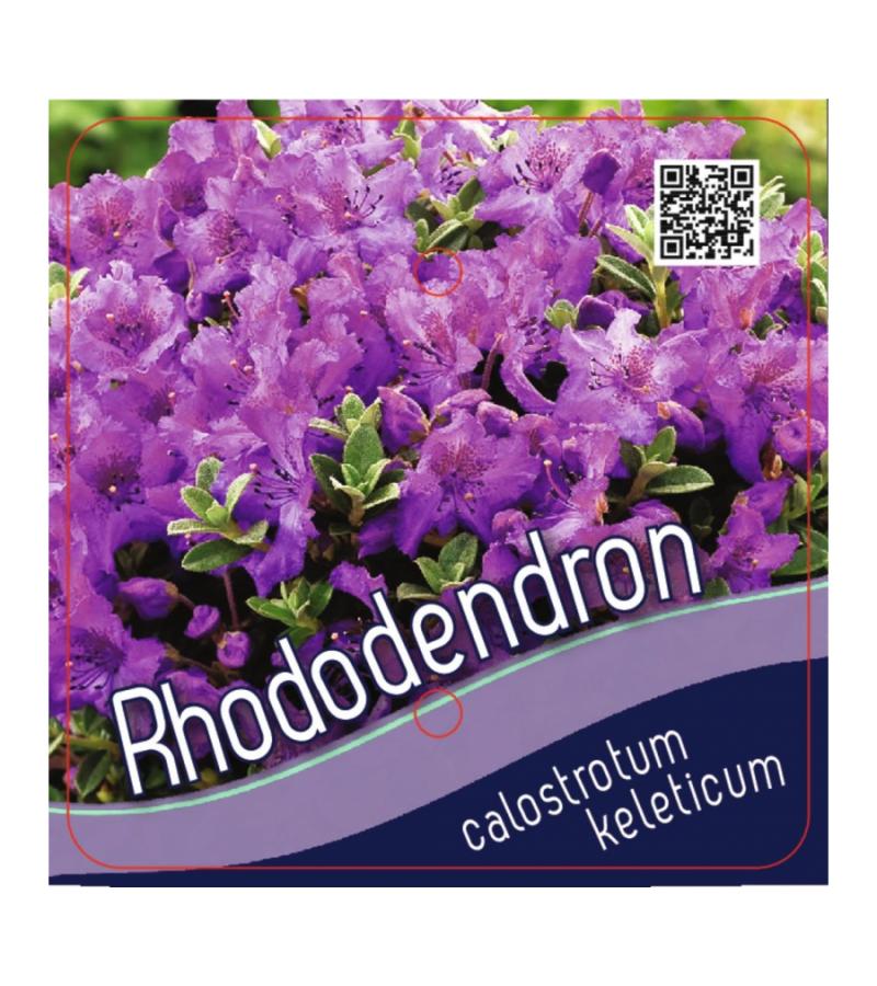 Dwerg rododendron (Rhododendron Calostrotum "Keleticum") heester