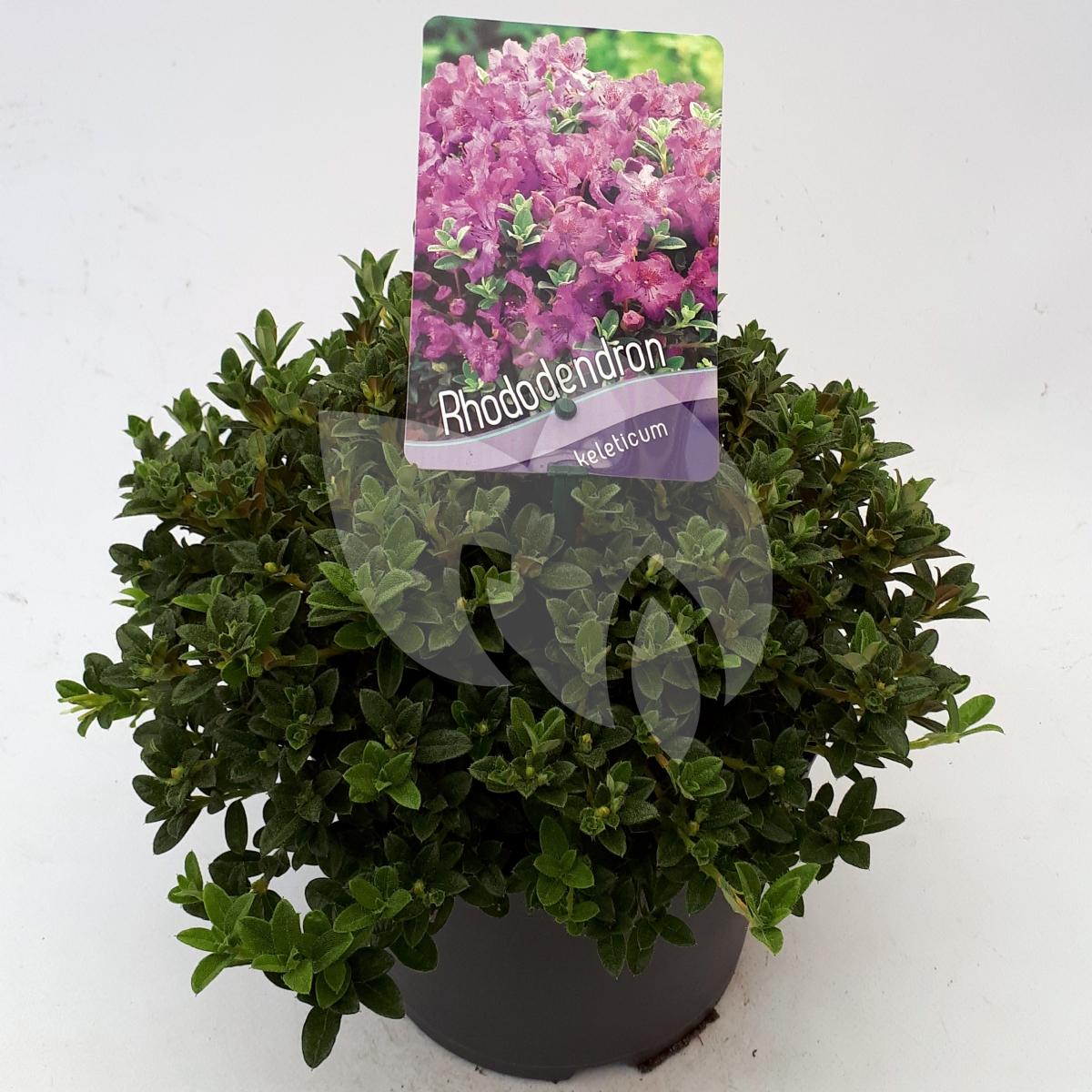 Plantenwinkel.nl Dwerg rododendron (Rhododendron Calostrotum 