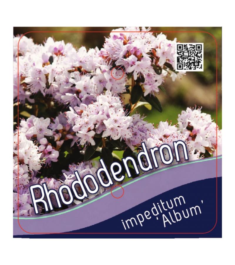 Dwerg rododendron (Rhododendron Impeditum "Album") heester