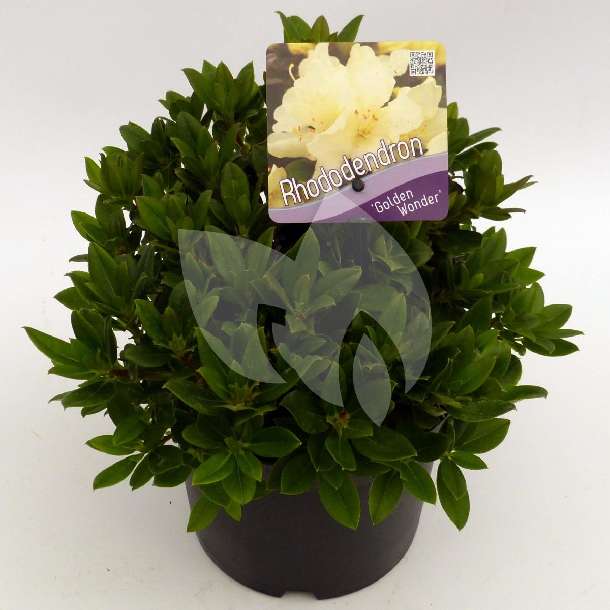 Plantenwinkel.nl Dwerg rododendron (Rhododendron 