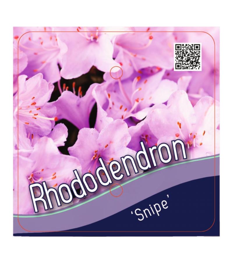 Dwerg rododendron (Rhododendron "Snipe") heester