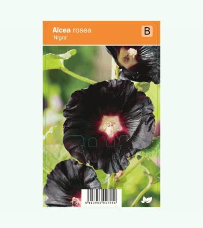 Stokroos (alcea rosea "Nigra") zomerbloeier