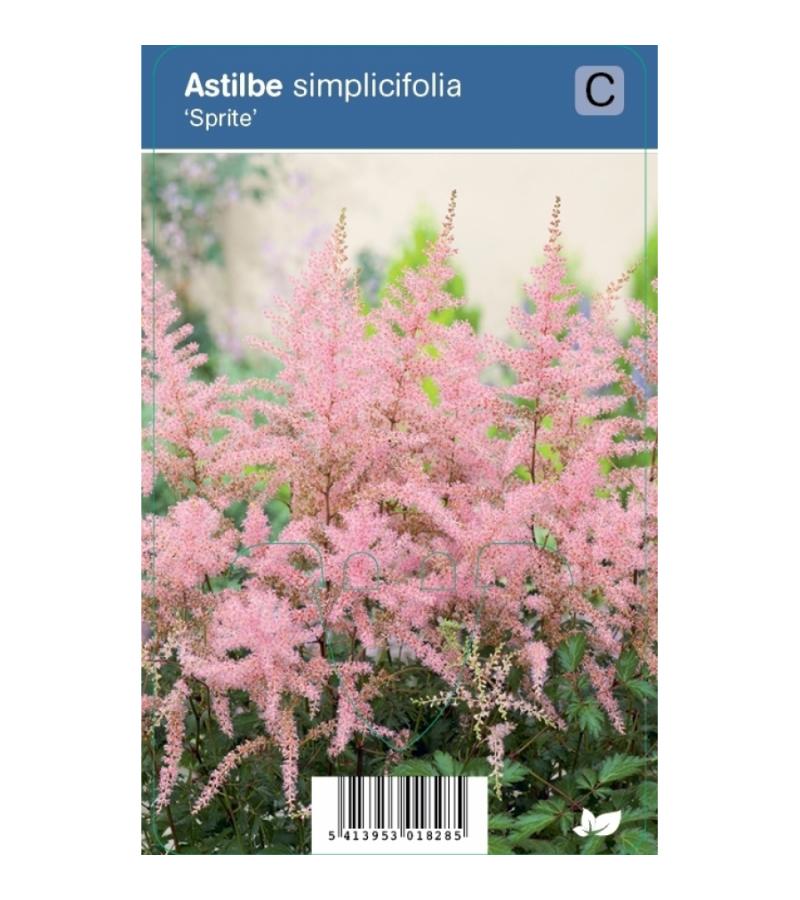 Pluimspirea (astilbe simplicifolia "Sprite") schaduwplant