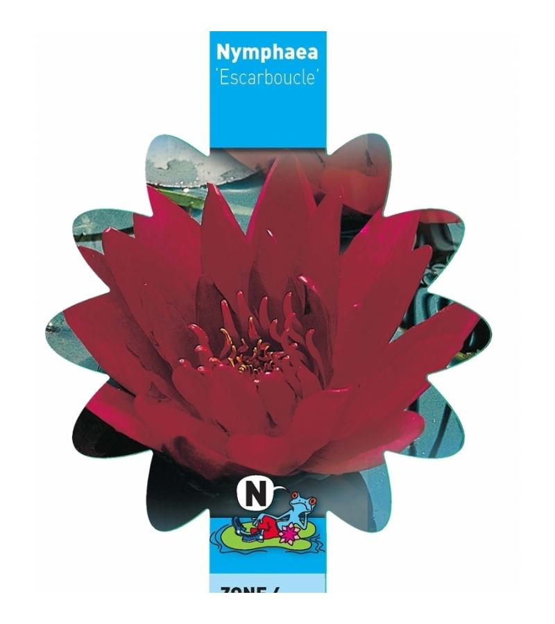 Rode waterlelie (Nymphaea Escarboucle) waterlelie (6stuks)