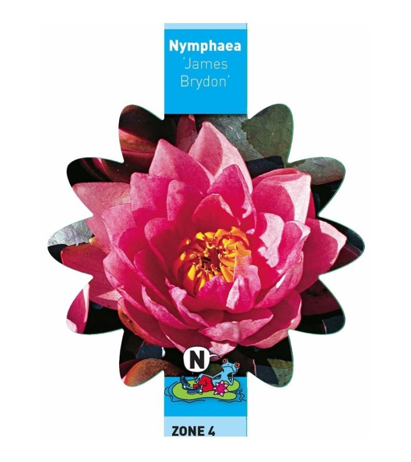Roze waterlelie (Nymphaea James Brydon) waterlelie (6-Stuks)