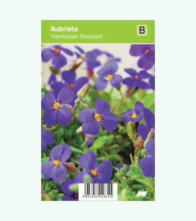 Randjesbloem (aubrieta "Hamburger Stadtpark") voorjaarsbloeier
