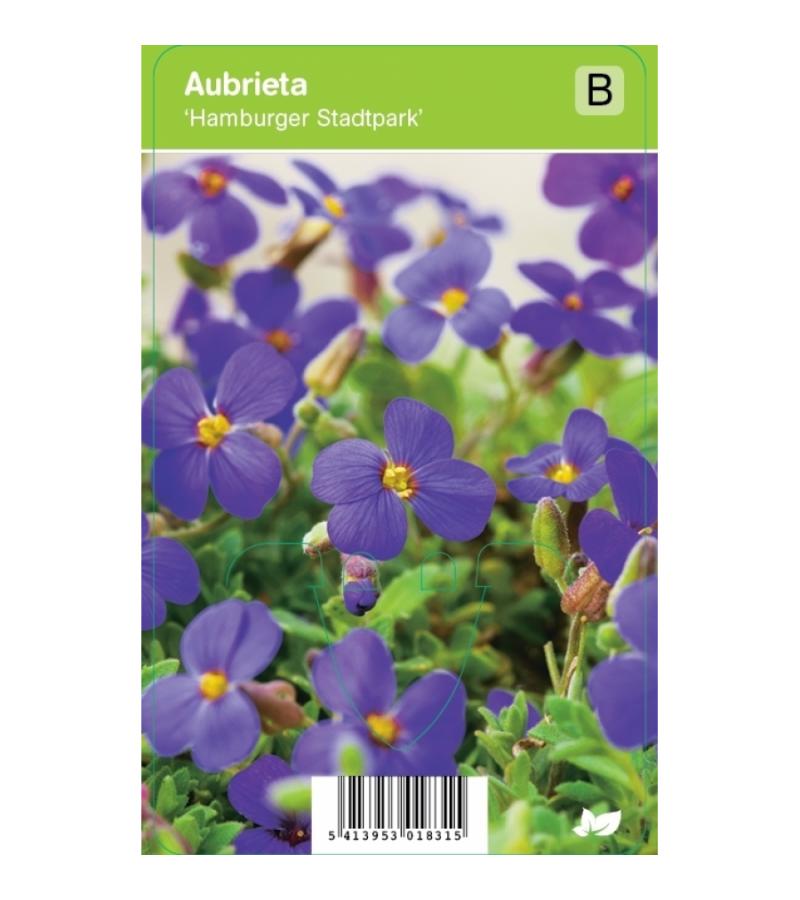 Randjesbloem (aubrieta "Hamburger Stadtpark") voorjaarsbloeier