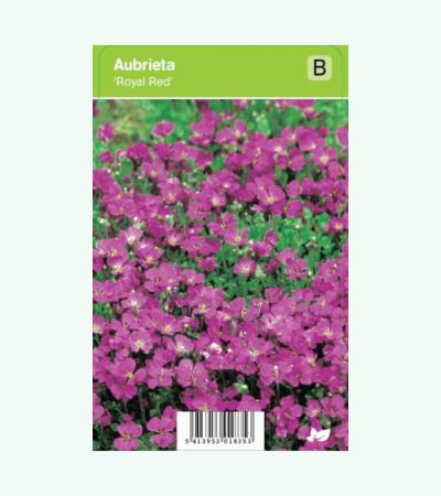 Randjesbloem (aubrieta "Royal Red") voorjaarsbloeier