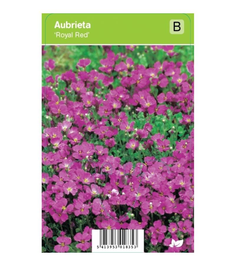 Randjesbloem (aubrieta "Royal Red") voorjaarsbloeier