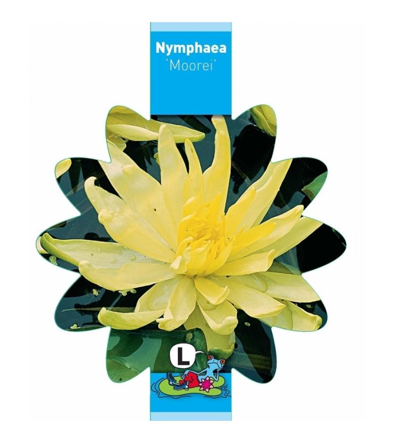 Gele waterlelie (Nymphaea Moorei) waterlelie