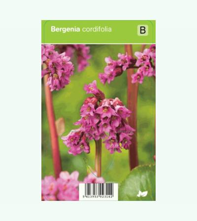 Schoenlappersplant (bergenia cordifolia) voorjaarsbloeier