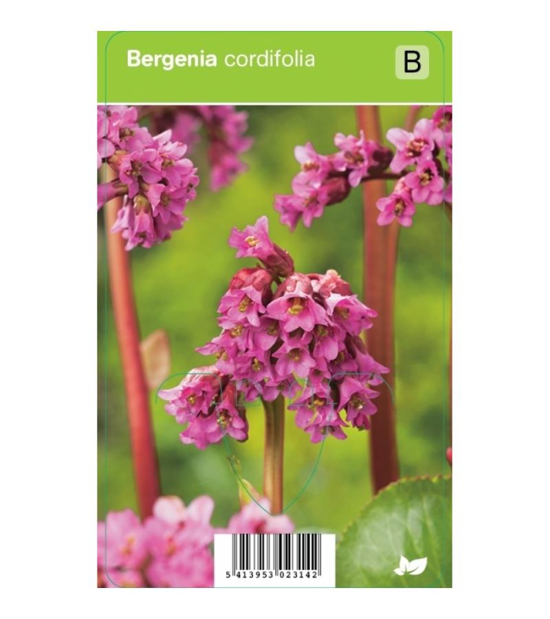 Schoenlappersplant (bergenia cordifolia) voorjaarsbloeier