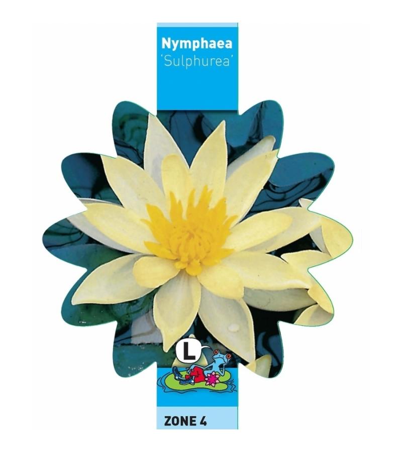 Gele waterlelie (Nymphaea Sulphurea) waterlelie (6-stuks)