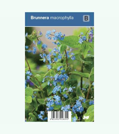 Kaukasisch vergeet-mij-nietje (brunnera macrophylla) schaduwplant