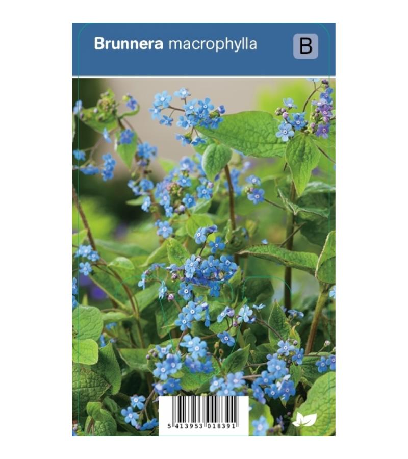 Kaukasisch vergeet-mij-nietje (brunnera macrophylla) schaduwplant